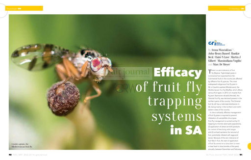 Fruit fly